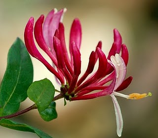 floare honeysuckle