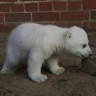 Ursul polar Knut a murit, urmand sa i se faca un monument